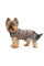 Жилет для собак Pet Fashion Hardy XS