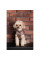 Жилет для собак Pet Fashion Hardy XS
