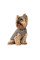 Жилет для собак Pet Fashion Hardy XS
