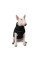Жилет для собак Pet Fashion Big Boss 2XL