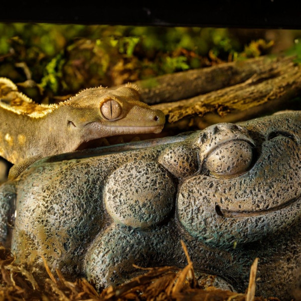 Поїлка для тераріума Exo Terra Aztec Frog